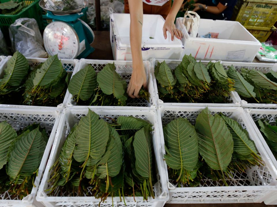 Sustancias muy vendidas como la tianeptina pueden ser adictivas. Hojas de kratom en Bangkok.