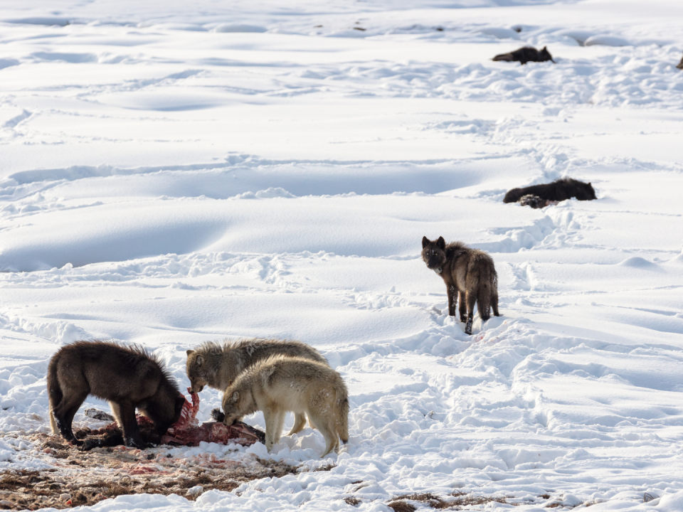 Lobos alimentándose de un bisonte en el Parque Nacional Yellowstone. La población de bisontes allí está en su máximo.
