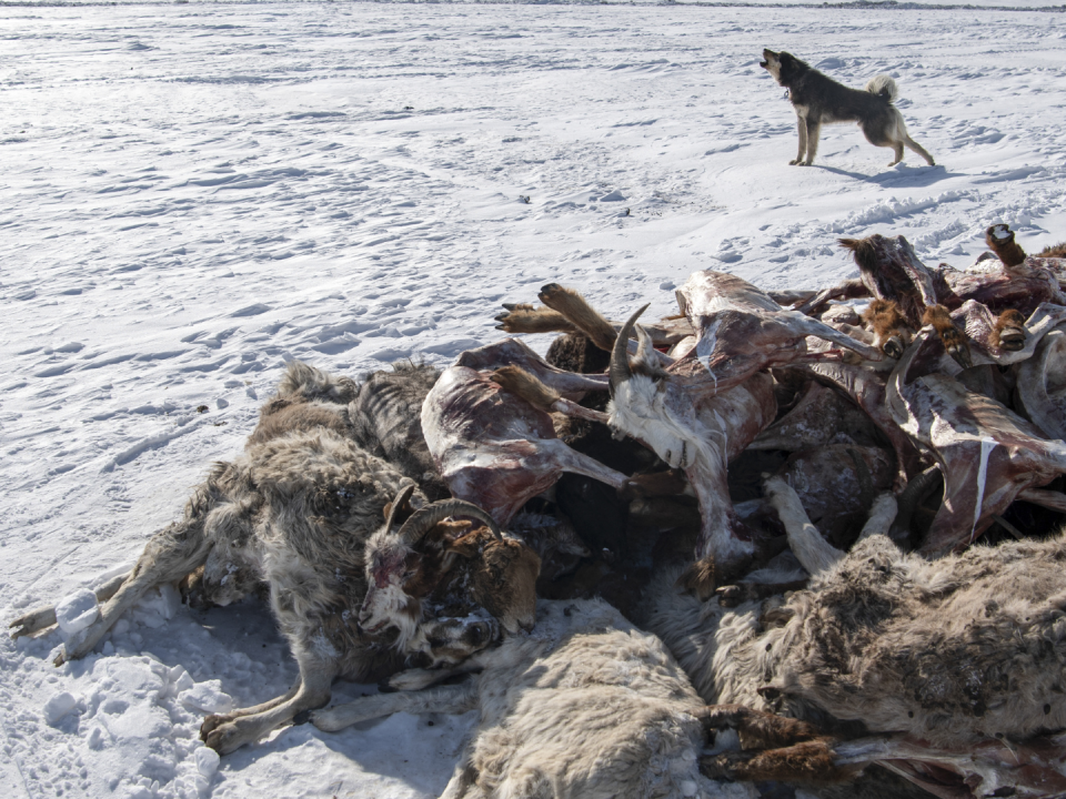 Cadáveres de ovejas y cabras en el este de Mongolia, golpeado por el evento meteorológico dzud.