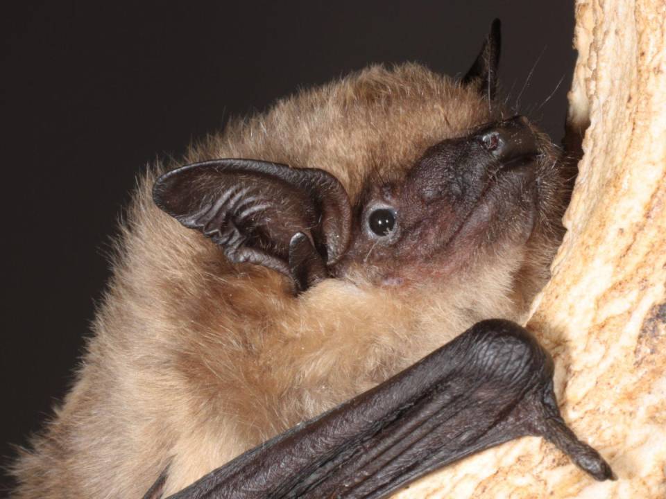 Los murciélagos hortelanos machos tienen penes siete veces más grandes que vagina de la hembra.