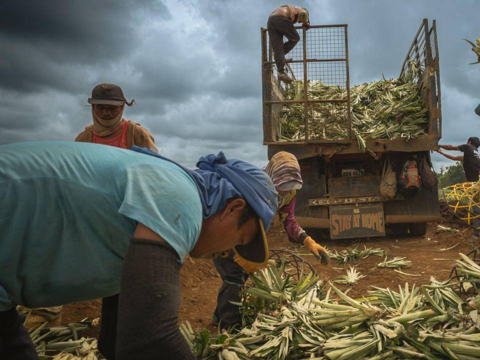 Trabajadores preparan coronas de piña para siembra en una plantación de Del Monte en Bukidnon, Filipinas.