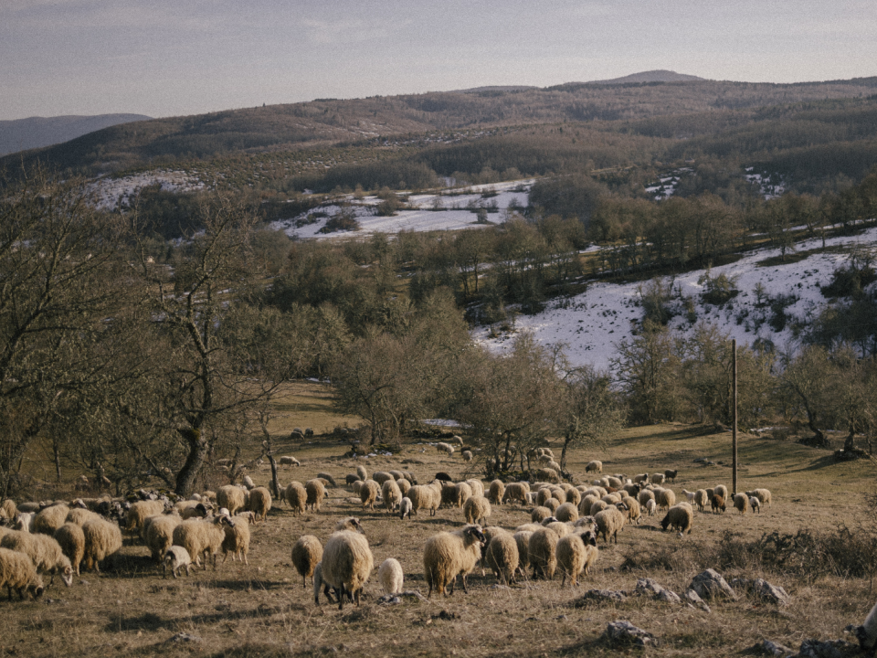 Fikret Puhalo, criador de ovejas, dijo que ningún bebé había nacido en la aldea bosnia de Socice en décadas.