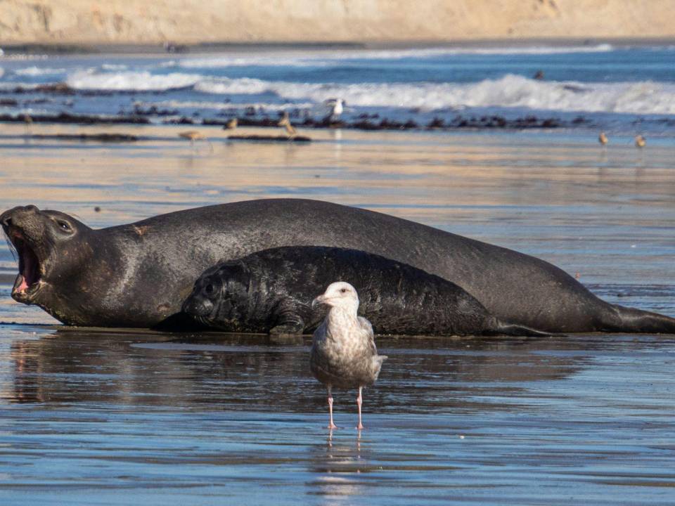 Una foca hembra brama después de que su cachorro fue rescatado por un macho cerca de Point Reyes, en California.