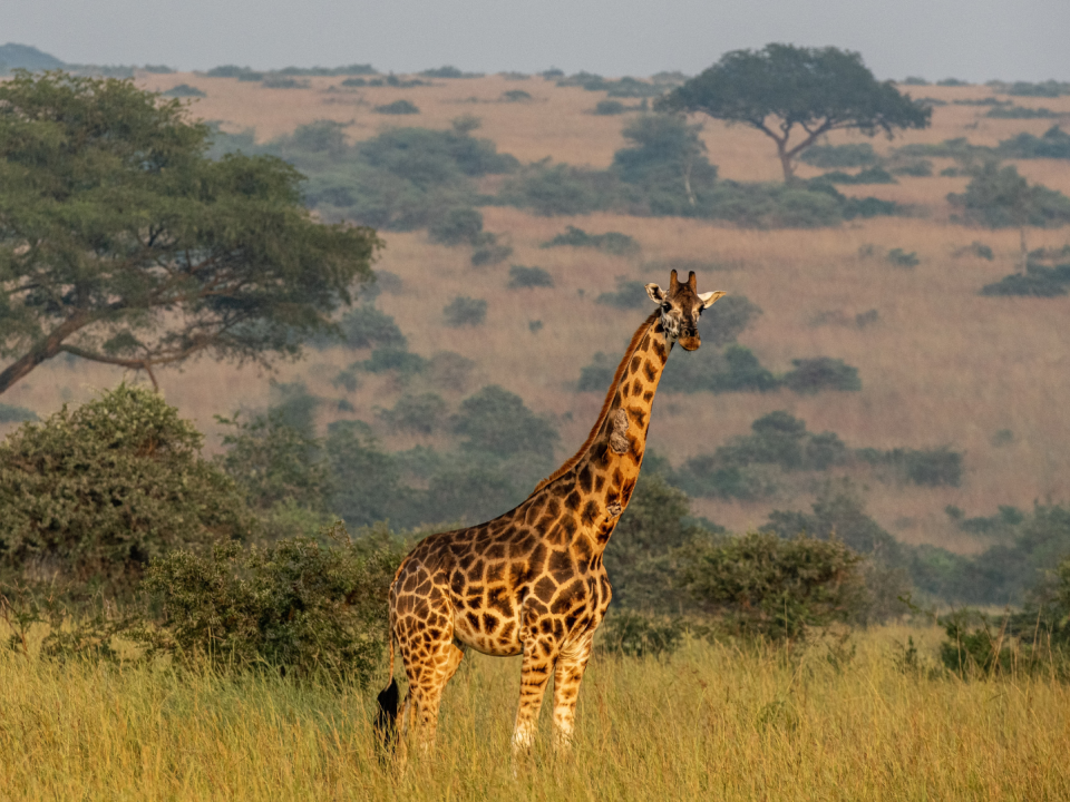 Algunos biólogos argumentan que las jirafas corren un gran peligro, porque lo que parece una especie en realidad son cuatro.