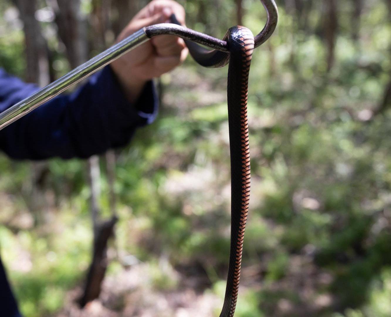 $!Liberando una serpiente negra venenosa de vientre rojo en tierras boscosas.