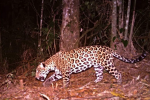 Los jaguares son de los animales en peligro de extinción más amenazados, debido a que su hábitat está en completa destrucción. Esta fotografía corresponde a una nueva población de jaguares captados a finales de 2023 por cámaras trampa en una montaña de Honduras.