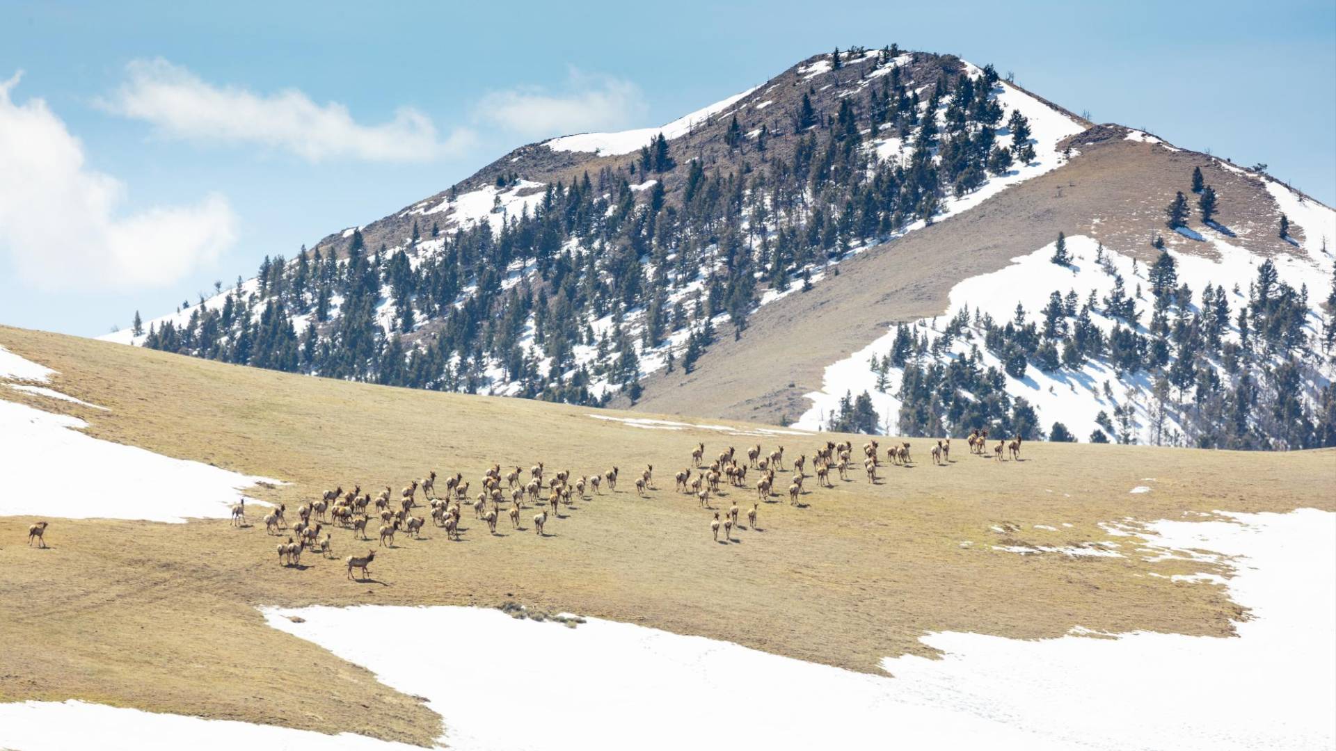 $!Por el pastoreo y pisoteo de los alces, grandes áreas del Parque Nacional Yellowstone podrían no recuperarse pronto.