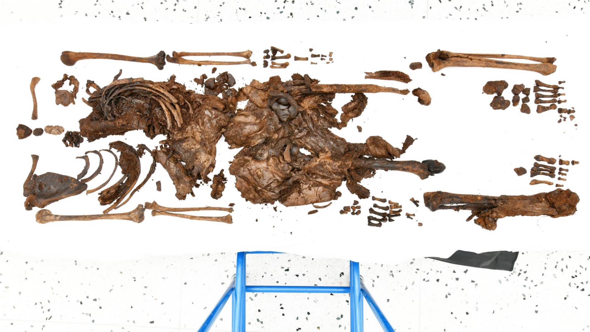 $!Los huesos de un adolescente de la Edad del Hierro tienen unos 2 mil 300 años. Surgieron de una turbera.