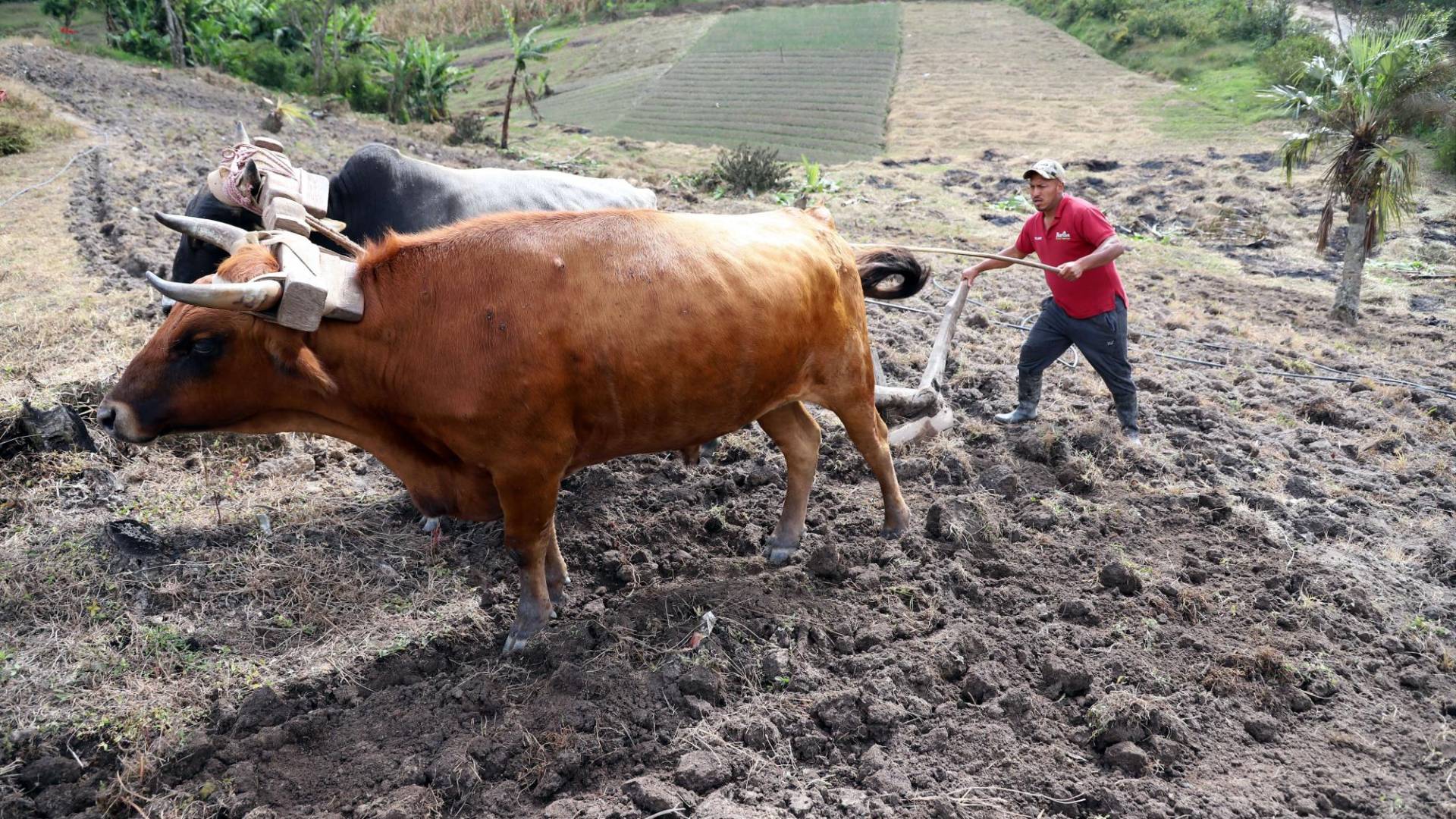 $!En pleno siglo 21, muchos campesinos siguen utilizando herramientas rudimentarias para hacer producir la tierra y ayudar a la seguridad alimentaria.