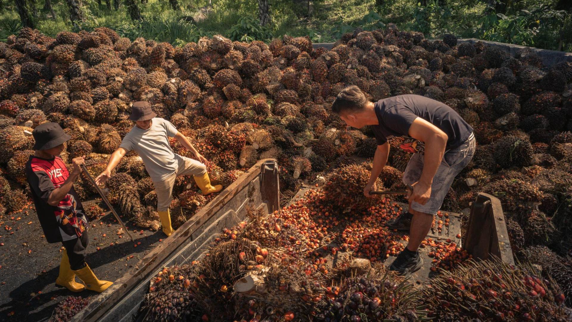$!El propietario de una pequeña plantación descarga frutos de palma en una estación de recolección en Sabah, Malasia.