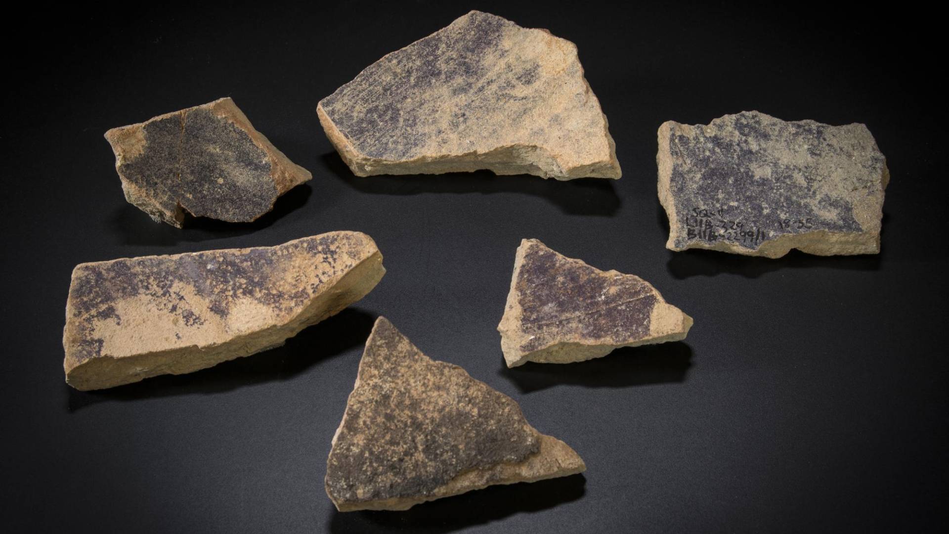 $!Trozos de una antigua tinaja de tinte púrpura de Tel Shiqmona, un acantilado en la costa del Carmelo de Israel. (Moshe Caine, vÍa Bible Lands Museum Jerusalem)