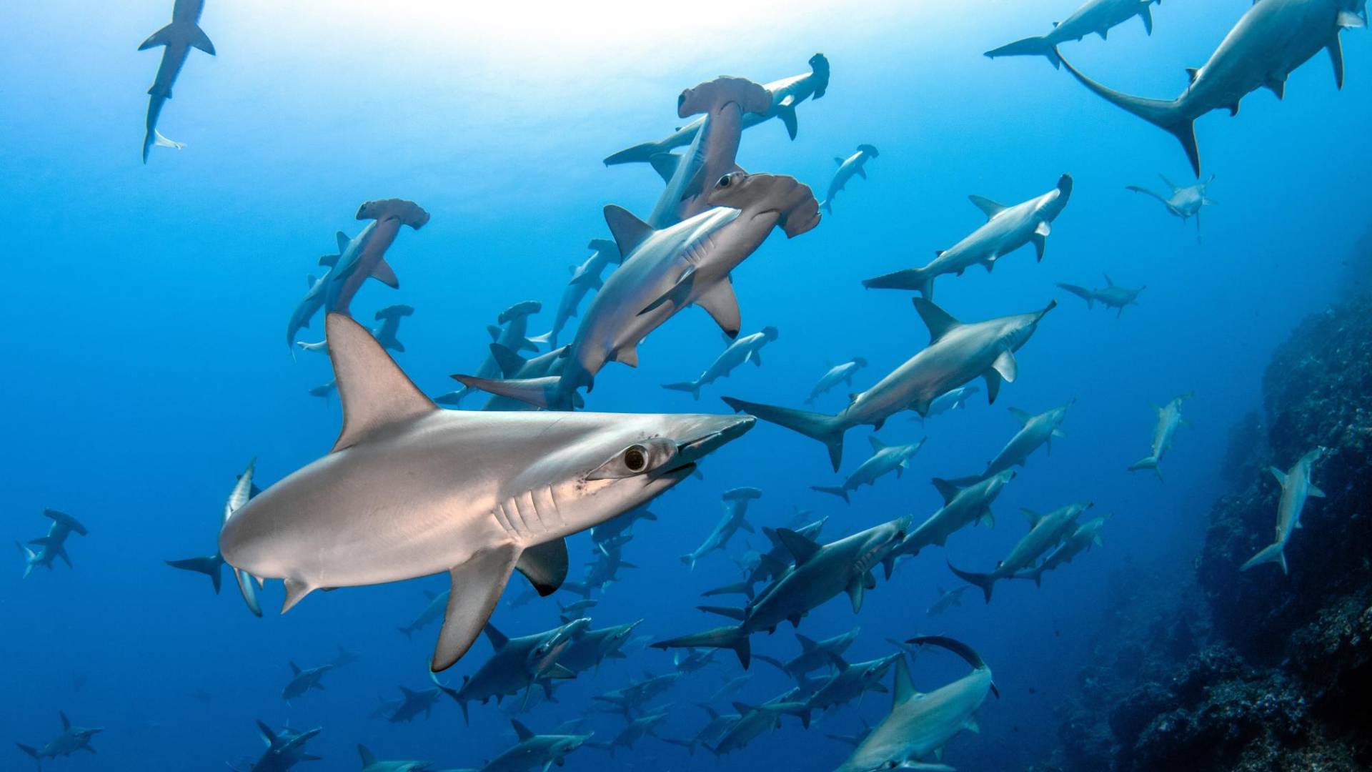 $!Un estudio halló que se mataron 80 millones de tiburones en todo el mundo en el 2017, contra 76 millones en el 2012.