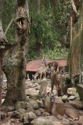 Zoológico Rosy Walther, un destino hermoso en la capital de Honduras