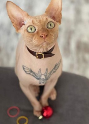 Elena Ivanickay, la influencer que tatuó a su gato para conseguir popularidad