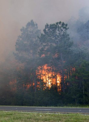 Impactantes imágenes de los devastadores incendios forestales en Florida