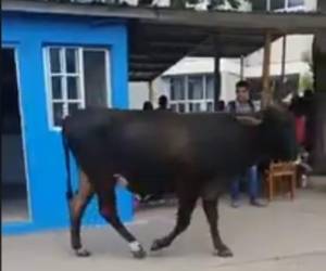 El animal se paseaba por los predios de la Universidad Nacional Autónoma de Honduras.