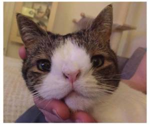 Monty, el gato con síndrome de Down que arrasa en Internet