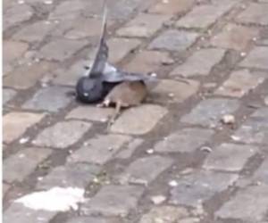 Rata cazó una paloma en Nueva York.