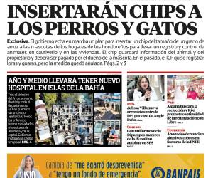 Insertarán chips a los perros y gatos