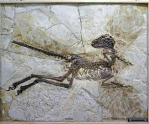 Recién se descubrió un fósil de dinosaurio alado con plumas.