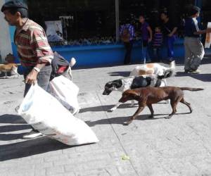 Wilfredo Ortega Velásquez recorre la peatonal seguido de sus fieles perros. (Foto: Javier Rivera)