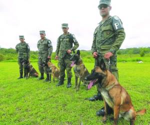 Unos 150 perros del Batallón Canino de la PMOP operan en las calles contra la delincuencia (Fotos: Estalin Irías/EL HERALDO)