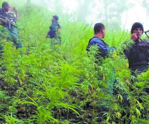 La zona donde se encontró la droga es de difícil acceso. La Policía decidió quemar la plantación y apenas traer unas 300 plantas como prueba.