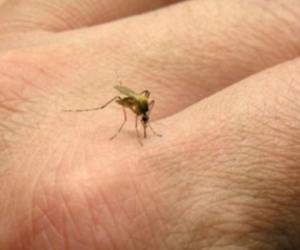 ¿Se puede morir por zika? Registran el primer caso de muerte vinculada a este virus.