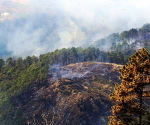 Más de 6,000 hectóreas de bosque fueron dañadas por los incendios forestales en la capital en 2019.