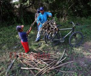 Este pequeño camina con su padre, buscando leña para vender, cuando debería estar en clases. La Secretaría de Educación de Honduras reportaba al menos 246,000 estudiantes menos este 2021 con respecto al año anterior. Foto: Johny Magallanes / EL HERALDO.