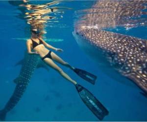 Ocean Ramsey es una guapa y sexy joven que se ha dedicado los últimos años a la protección de los animales, sobre todo a los tiburones. Foto: Facebook