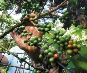 La crisis puede alcanzar los niveles de 2012, cuando se perdió un millón de quintales de café. Foto El Heraldo