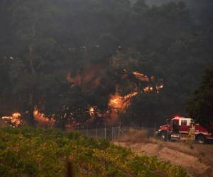 Varios viñedos han sido además parcial o totalmente destruidos. Foto: AFP