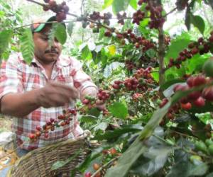 A falta de corteros, el productor Hermes Bustamante se ha internado en los cafetales.