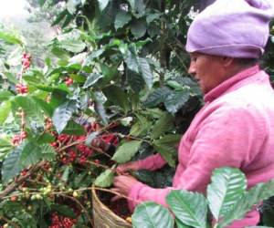 La producción de café puede oscilar entre 9 y 10 millones de quintales en la cosecha 2016-2017.