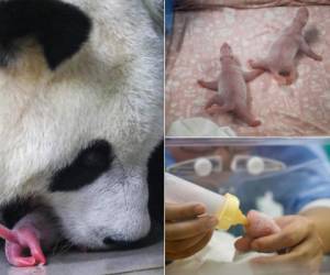 El parque zoológico belga de Pairi Daiza anunció este viernes el nacimiento de dos pandas gigantes, tres años después de dar la bienvenida a un primer cachorro macho, Tiao Bao. Foto: Agencia AFP