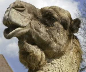 El camello se encontraba en un corral en un parque temático que exhibe animales exóticos. Foto: Referencia/ AFP.