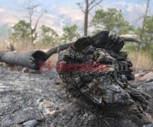 El año pasado Siguatepeque reportó 26 incendios en total. Foto: Alex Pérez/EL HERALDO.