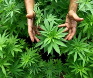Esta es la planta de marihuana, la que ahora podrá ser cultivada en Colombia con una licencia medicinal o científica.