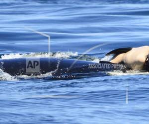 En esta fotografía tomada el martes 24 de julio de 2018 y proporcionada por el Centro de Investigación de Ballenas, se muestra una cría de orca que es empujada por su madre tras nacer frente a la costa de Canadá. La cría de orca murió al poco tiempo de haber nacido. (Michael Weiss/Center for Whale Research vía AP).