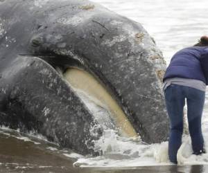 Una mujer observa el rostro de una ballena muerta en Ocean Beach, en San Francisco, el lunes 6 de mayo de 2019. (AP Foto/Jeff Chiu)