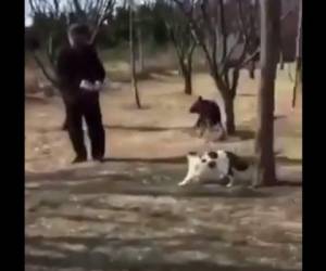 El ancino caminaba junto a su perro cuando los felinos lo atacaron.