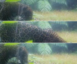 Estas son las imágenes del jaguar Panthera onca en el departamento de Yoro. (Fotos: EL HERALDO)