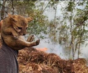 El cachorro estaba deambulando en medio del bosque afectado por las llamas, no se pudo ubicar a su madre, pero el animalito fue puesto a salvo.