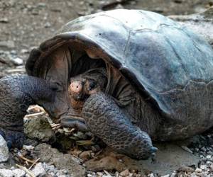 El equipo trasladó a la tortuga en una lancha hasta el Centro de Crianza de Tortugas Gigantes en la isla Santa Cruz donde permanecerá en un corral especialmente implementado para su estadía. Foto TVE
