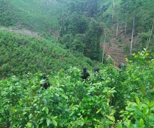 Una plantación de cerca de 100,000 arbustos fue ubicada por agentes policiales en un área montañosa de Iriona, Colón.