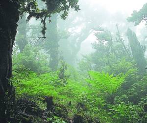 En la Biósfera de San Marcos de Colón predomina el clima de bosque nublado.