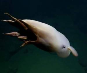 El pulpo “Dumbo” fue hallado en las profundidades de la costa de California. Foto captura Twitter @EVNautilus