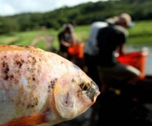 18,523 hectáreas de tierra son usadas para camarón, tilapia y sal. (Foto: El Heraldo Honduras)