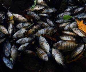 Estudios de la Universidad San Carlos, en Guatemala, han demostrado que el Lempa está contaminado en forma permanente, pero el mayor impacto lo sufre durante la cosecha de café. Foto: AFP